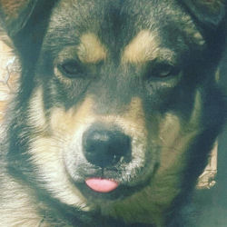 Jason Mackey Sled Dog Top Notch Racing Kennel
